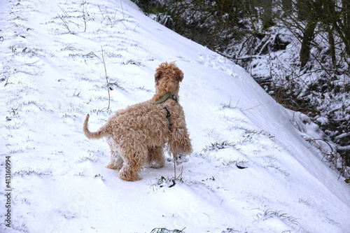 Wheaten Terrier Winnie Walking In Snow