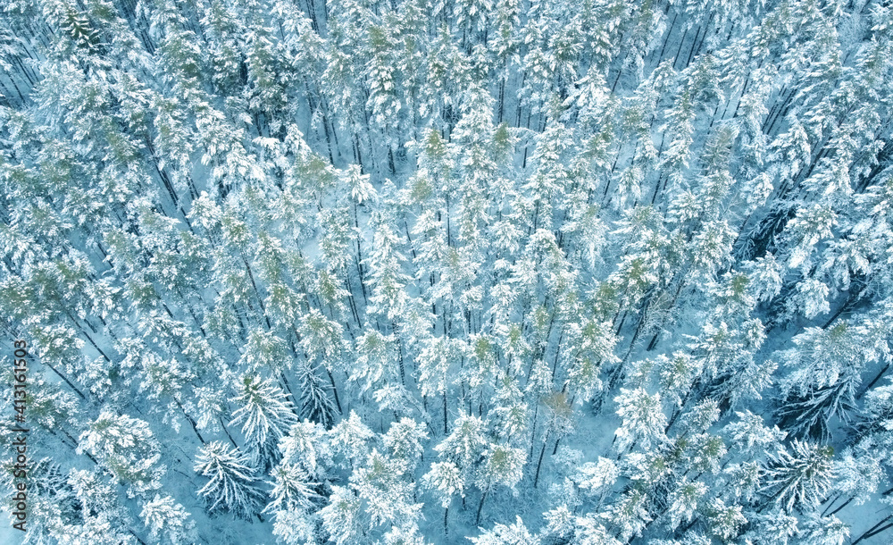 Fototapeta premium Top view of beautiful blue winter forest and treetops for texture and background