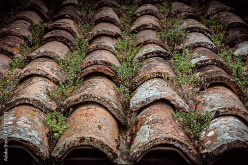 small plants growing on roof tiles in Urbino © Johannes