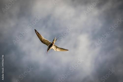 tern in the sky