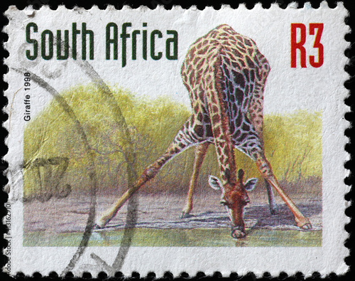 Giraffe drinking on south african postage stamp photo