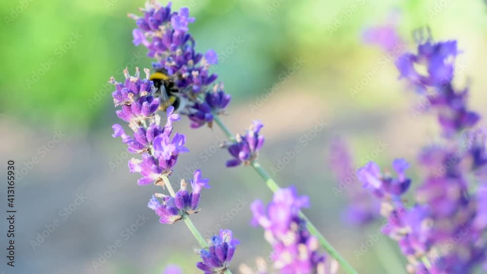 Close up of Honeybee working on Growing Lavender Flowers field. Beautiful Blooming Violet fragrant lavender flowers on a field in tranquil part of Provence. SLOW MOTION Close up of Honeybee working on Growing Lavender Flowers field. Beautiful Blooming Violet fragrant lavender flowers on a field in tranquil part of Provence. SLOW MOTION