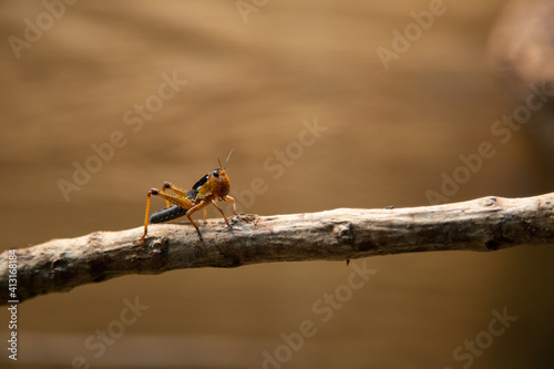 Grasshopper on a twig photo