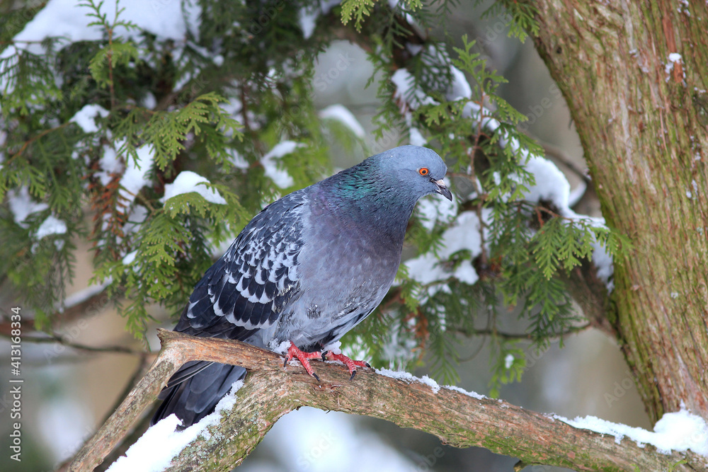 wild pigeon in a funny pose sits on a high branch wild pigeon in a funny pose sits on a high branch