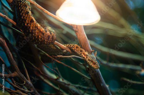 Fotografie, Obraz Viper snake in a terrarium