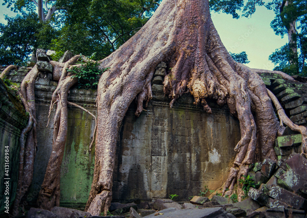 big tree on Taprom temple
