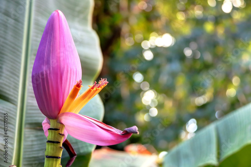 Fleurs exotiques des Antilles Guadeloupe 