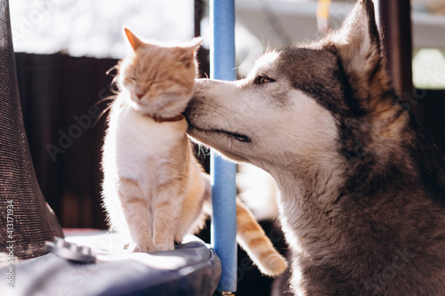 ginger cat walks on a trampoline and dog Alaskan malamute, funny animals