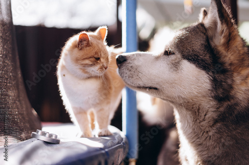 ginger cat walks on a trampoline and dog Alaskan malamute, funny animals