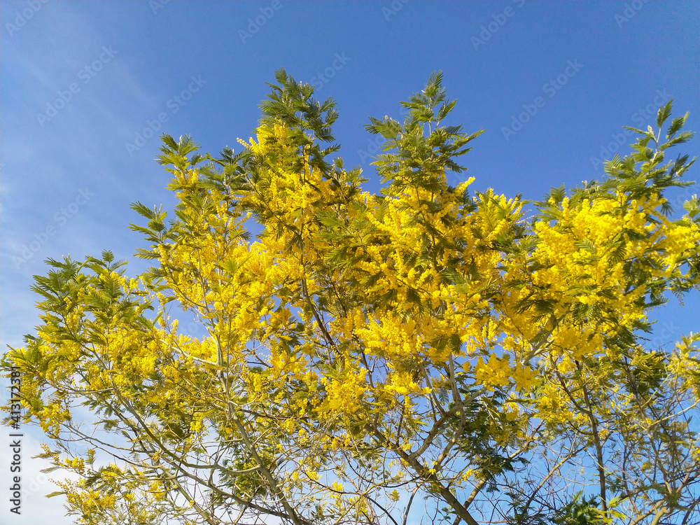 Mimosa tree with yellow flowers, Acacia dealbata