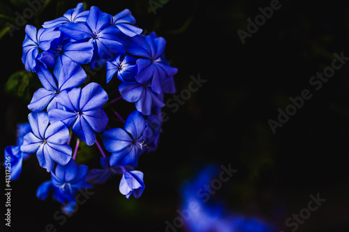 Cape leadwort or plumbago auriculata flowers on natural background