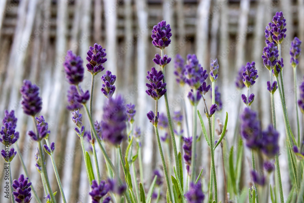 Obraz premium Bauerngarten