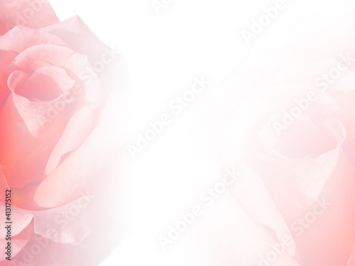 blur two pink rose on white background, name card, banner, copy space
