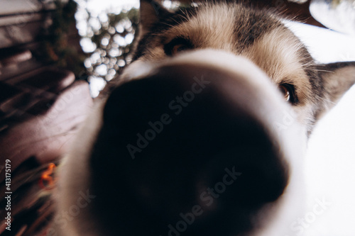 portrait of a dog Alaskan Malamute on a wide-angle lens, funny animal face, the main subject is out of focus
