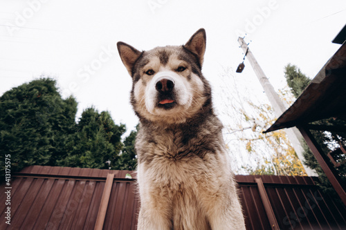 Billede på lærred portrait of a dog Alaskan Malamute on a wide-angle lens, funny animal face, the