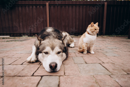 dog alaskan malamute and cute ginger cat are resting together © Людмила Таможенко