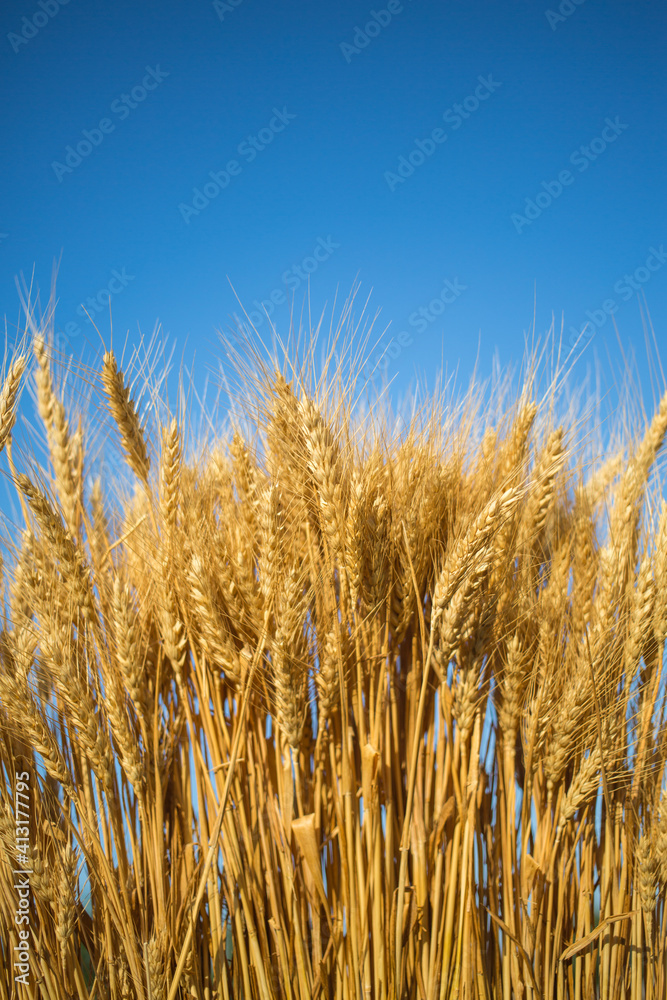 Wheat field and blue sky with Wheat field and blue sky with