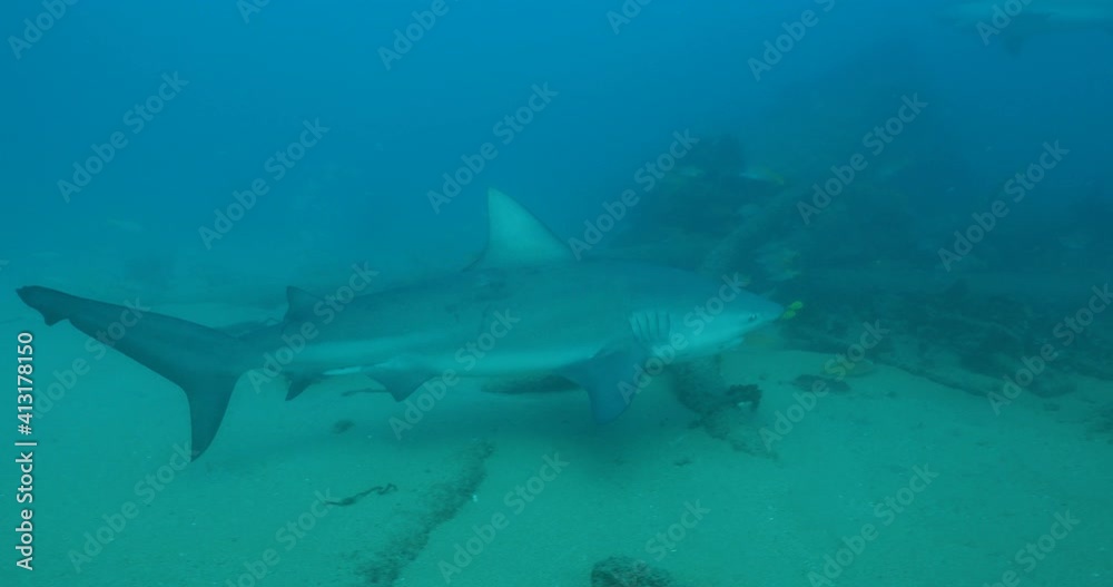 Bull Shark (Carcharhinus leucas). reefs of the Sea of Cortez, Pacific ocean. Cabo Pulmo, Baja California Sur, Mexico. The world's aquarium. Bull Shark (Carcharhinus leucas). reefs of the Sea of Cortez, Pacific ocean. Cabo Pulmo, Baja California Sur, Mexico. The world's aquarium.