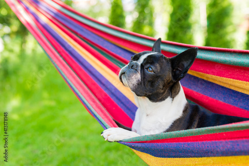 Fototapeta Naklejka Na Ścianę i Meble -  young boston terrier relaxing on a colorful hammock