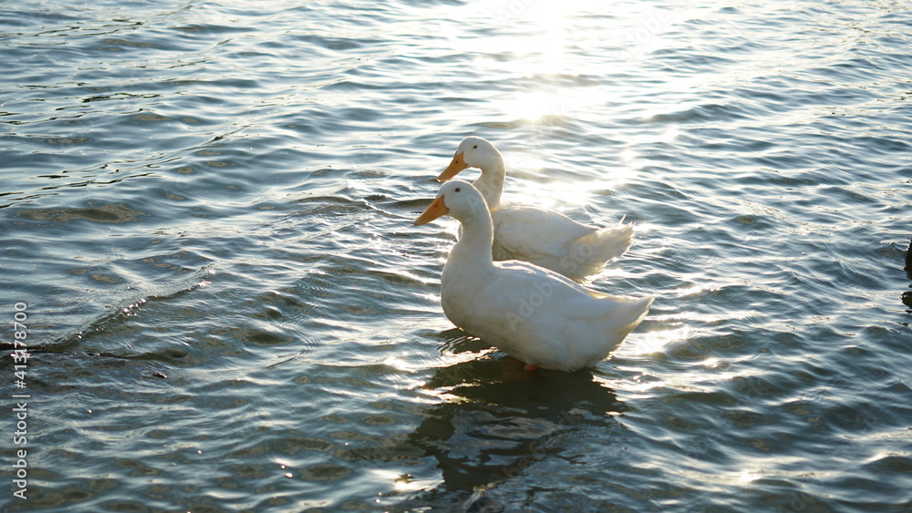 Obraz premium アヒル 