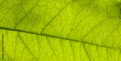 Beautiful leaf veins for background