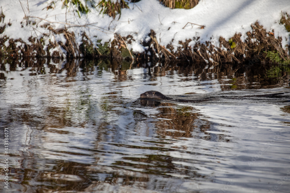 Eurasian otters, lutra lutra, in a river during winter with snow on bank and branches, taken in scotland.