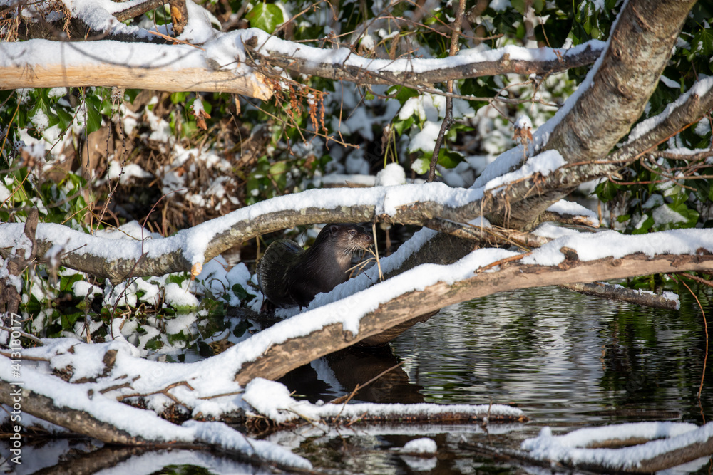 Eurasian otters, lutra lutra, in a river during winter with snow on bank and branches, taken in scotland.