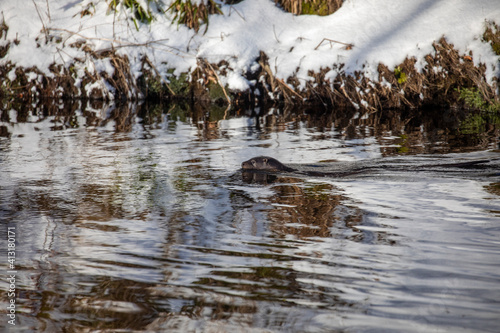 Obraz na płótnie Eurasian otters, lutra lutra, in a river during winter with snow on bank and branches, taken in scotland. w salonie