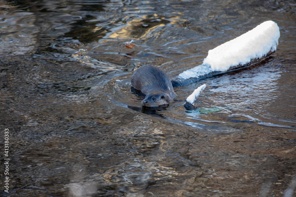 Eurasian otters, lutra lutra, in a river during winter with snow on bank and branches, taken in scotland.