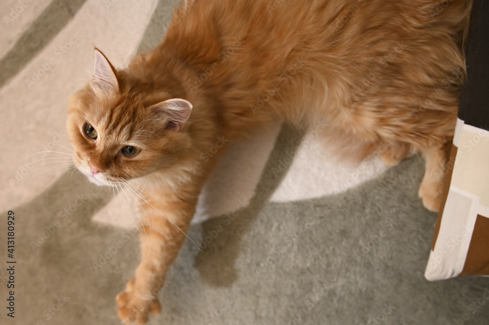 絨毯の上でくつろぐ猫（マンチカン）