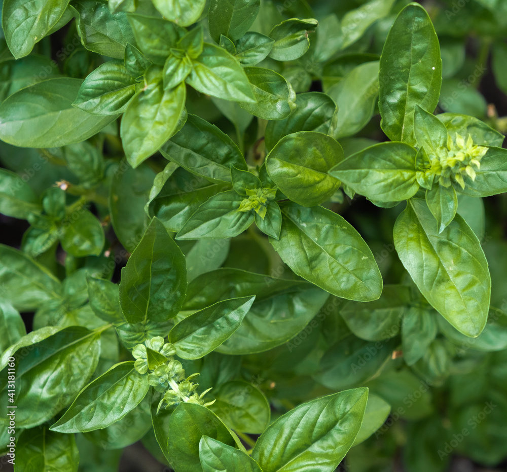Fresh green basil on a dark background. Food background. Fresh green basil on a dark background. Food background.