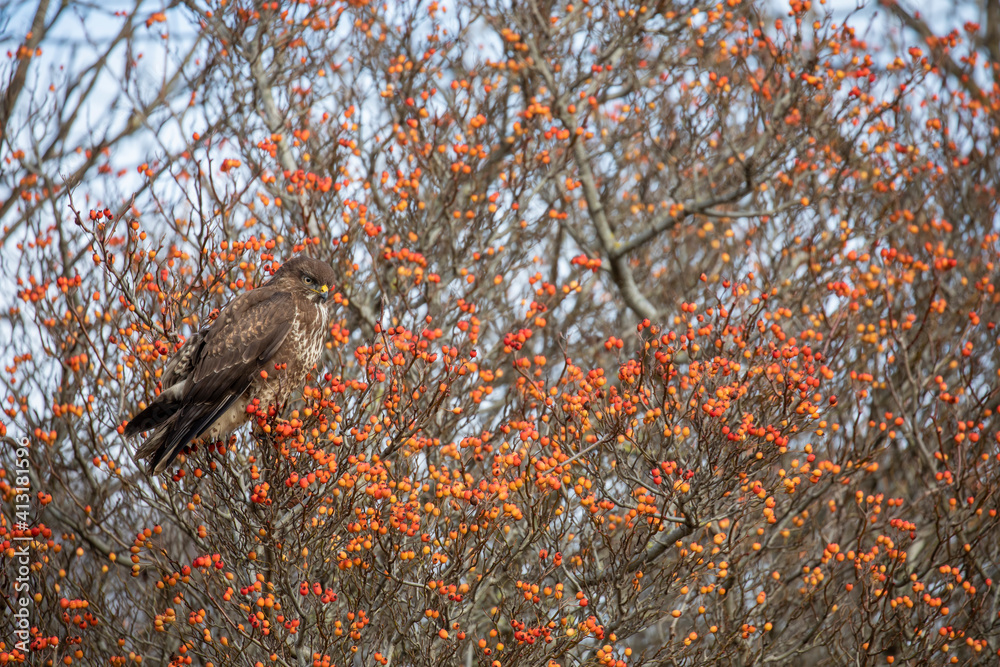 Common buzzard, Buteo buteo, perched on a tree surrounded by red berries during winter in scotland.