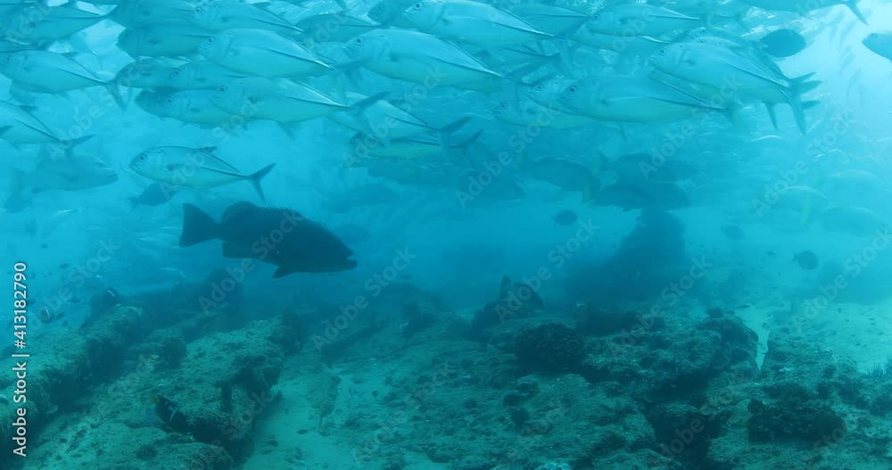Big eye Trevally Jack, (Caranx sexfasciatus) Forming a school, bait ball or tornado with a diver. Cabo Pulmo National Park. Baja California Sur,Mexico.