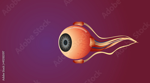 Foto eye anatomy