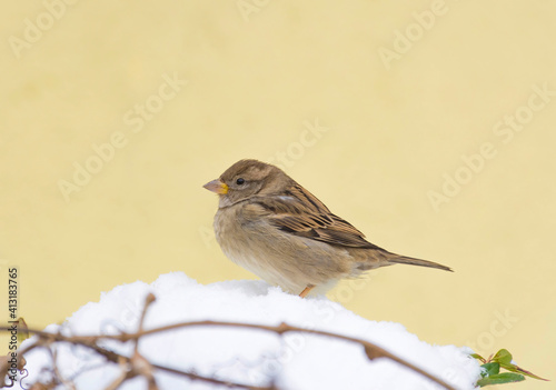 Fluffy house sparrow (or Passer domesticus) sitting on a branch, in winter