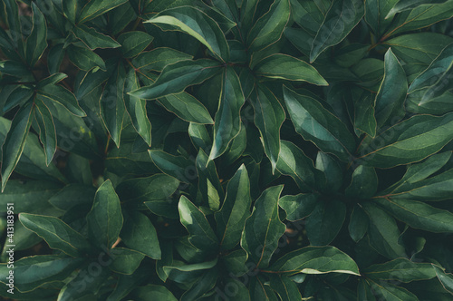 Foliage of green peony, abstract texture leaf, nature pattern background
