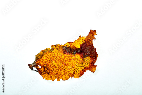 close up of a yellow dried leaf