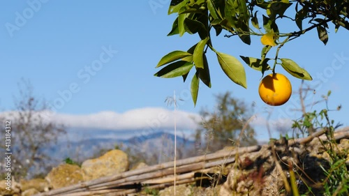 Orange tree with ripe fresh orange, citrus fruit hanging on branches. Spanish nature landscape
