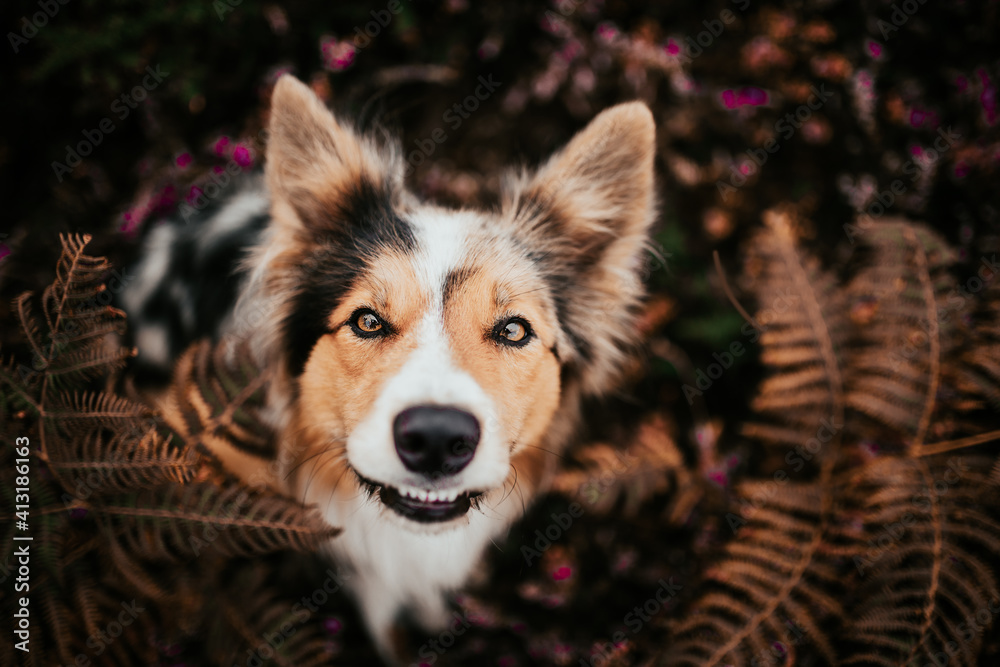 Obraz premium Bordercollie smile