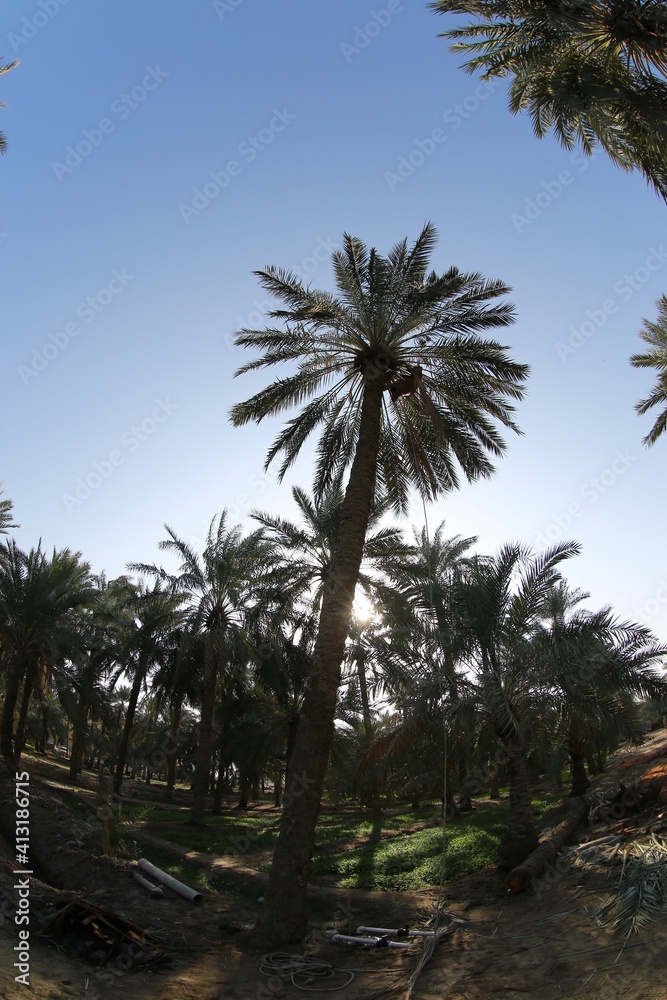 Obraz premium Date palm , tree of the palm family cultivated for its sweet edible fruits. The date palm has been prized from remotest antiquity .