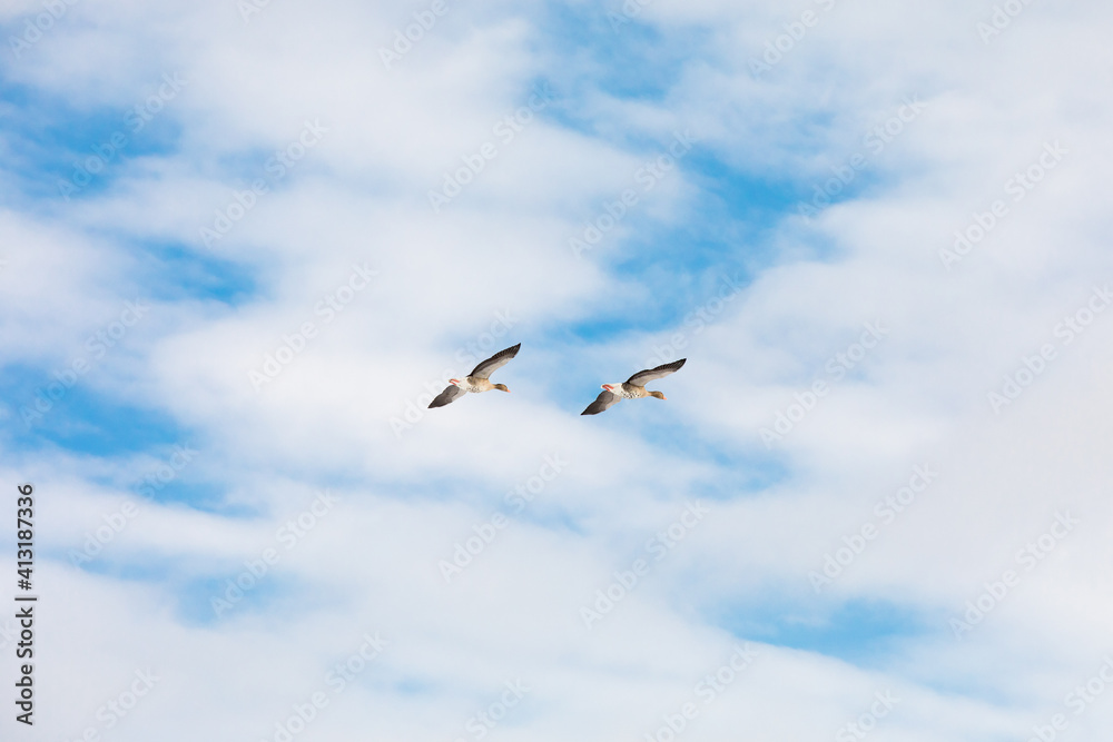 Geese flying in the pastel blue winter sky