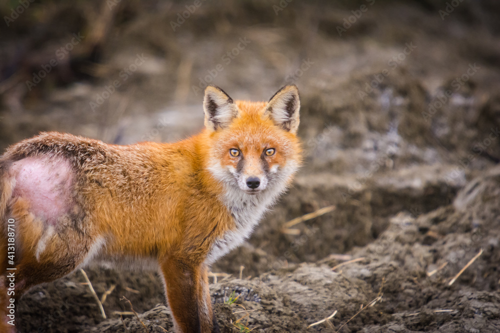 red fox on field with dermatitis (flea allergy, mites ) red fox on field with dermatitis (flea allergy, mites )