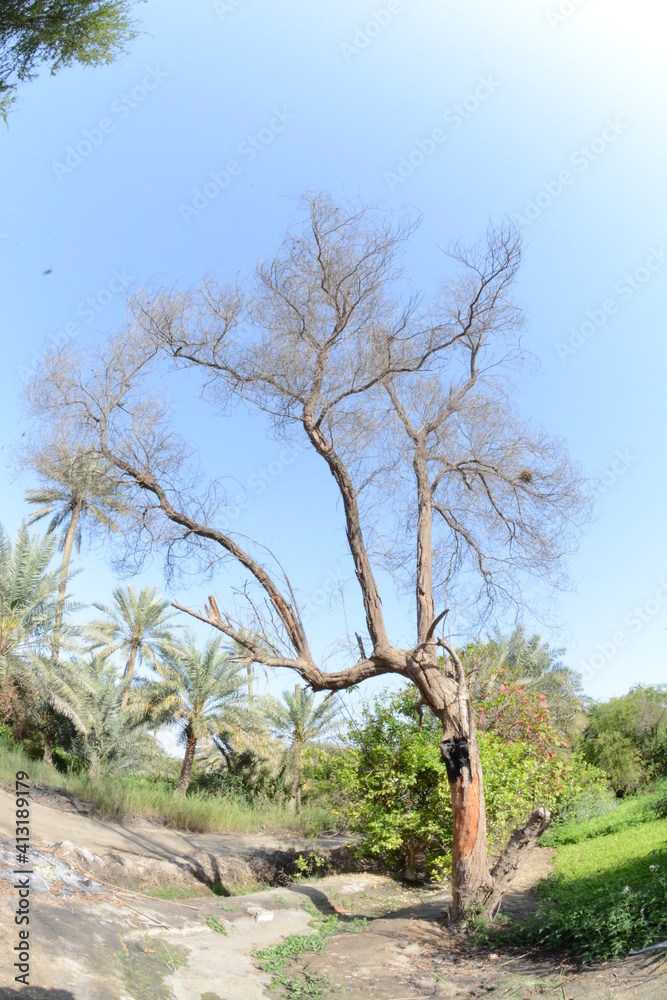 Date palm , tree of the palm family cultivated for its sweet edible fruits. The date palm has been prized from remotest antiquity .