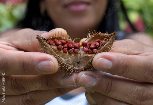 Closeup of a woman's hands showing an onoto, or achiote, fruit. You see the red seeds photo