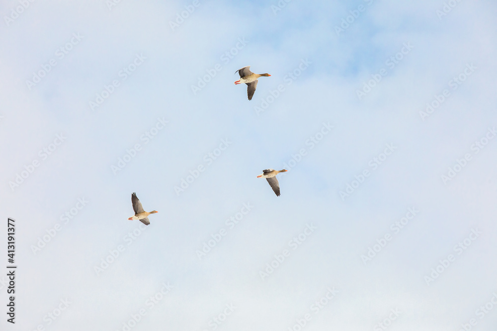Obraz premium Geese flying in the pastel blue winter sky