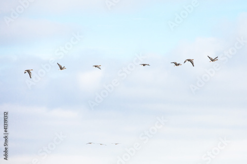 Geese flying in the pastel blue winter sky © Melanie