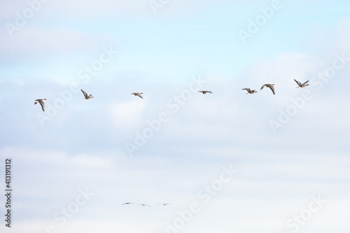 Geese flying in the pastel blue winter sky