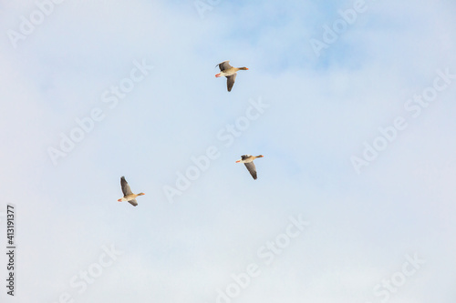 Geese flying in the pastel blue winter sky