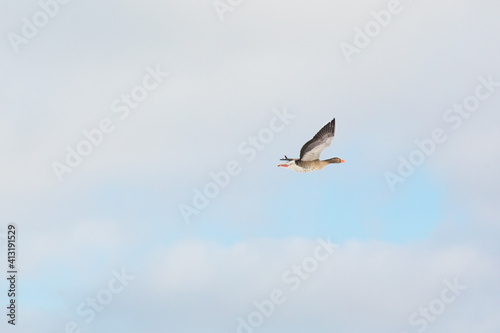 Goose flying in the pastel blue winter sky