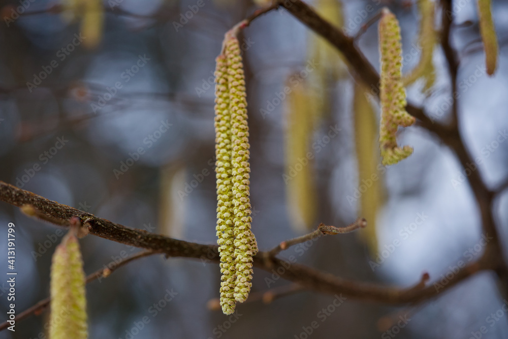 Hazel blossoms in winter, Zurich, Switzerland. Hazel blossoms in winter, Zurich, Switzerland.
